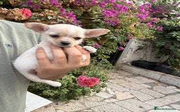 Chihuahua perros en venta: Chihuahuas Toy  - Imagen 2