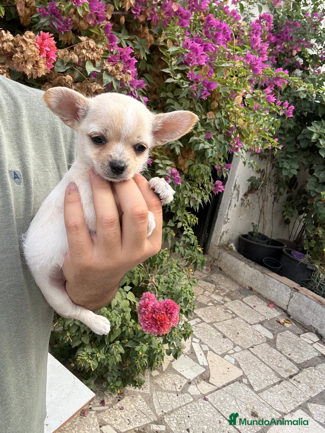 Chihuahua perros en venta: Chihuahuas Toy  - Imagen 2