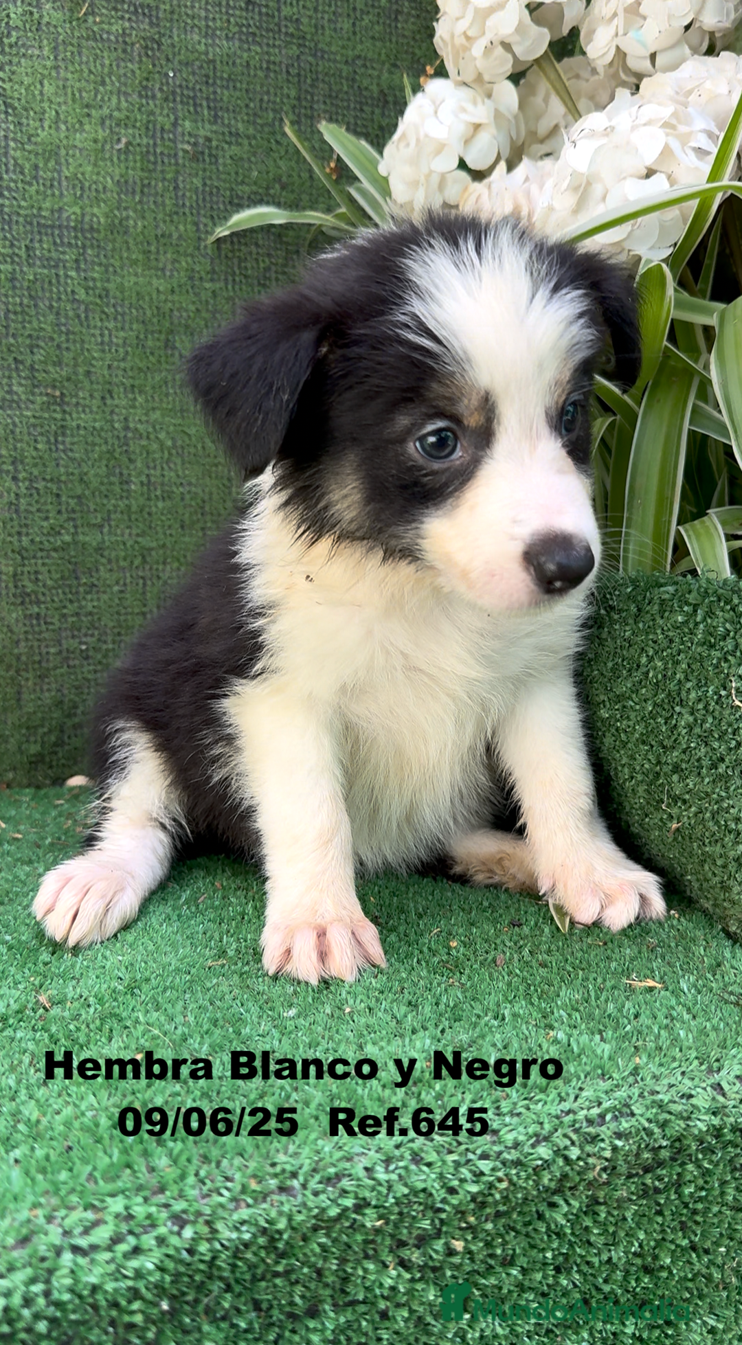 Border Collie perros en venta: BORDER COLLIE DE VILLA BIZNAGA - Imagen 29