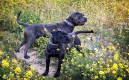 Cane Corso perros en venta: Cane Corso - Imagen 1