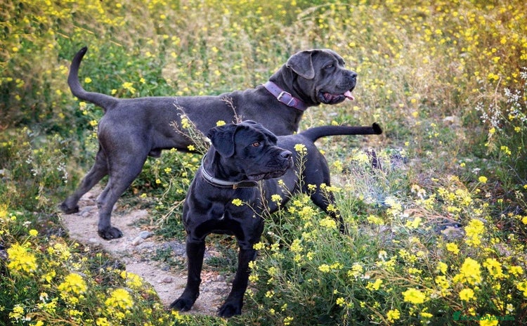 Cane Corso perros - Anuncio 1