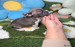 Bulldog Francés perros en venta: Bulldog Frances Lilac Vaquita Macho - Anuncio 2