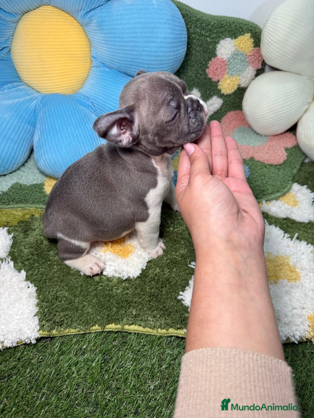 Bulldog Francés perros en venta: Bulldog Frances Lilac Vaquita Macho - Anuncio 2