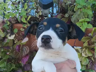 Ratonero Bodeguero Andaluz perros Hembra bodeguera - Anuncio 3