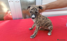 Galgo Español perros en venta: camada de galgo español  - Imagen 6