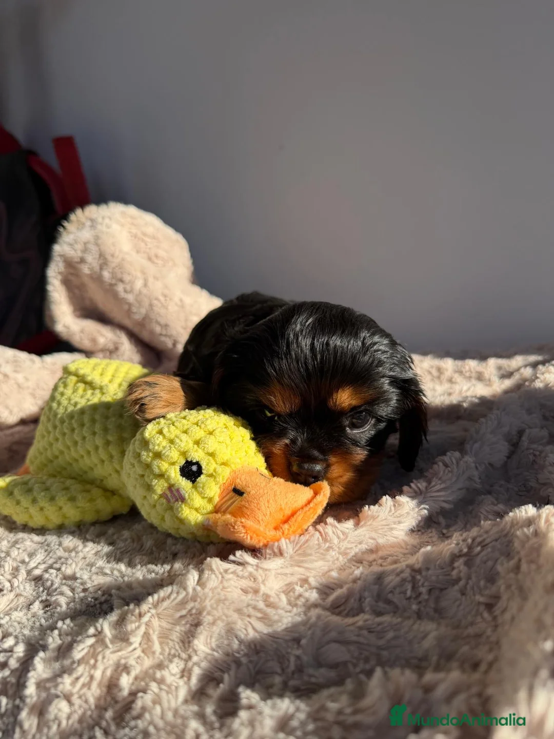 Cavalier King Charles Spaniel perros en venta: Cachorro Cavalier negro fuego y ruby  - Anuncio 2