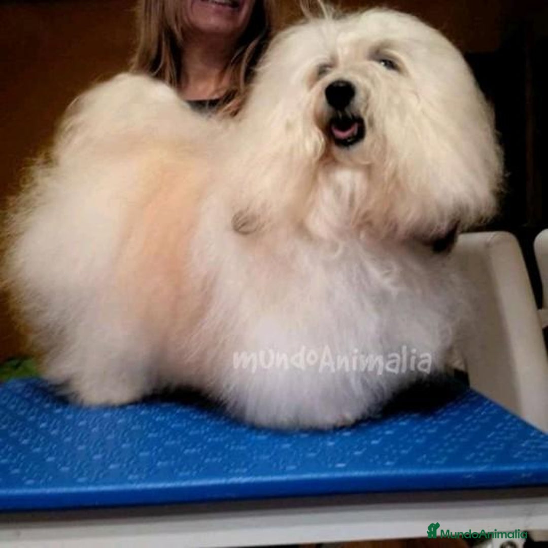 Imagen de galería {{count}}