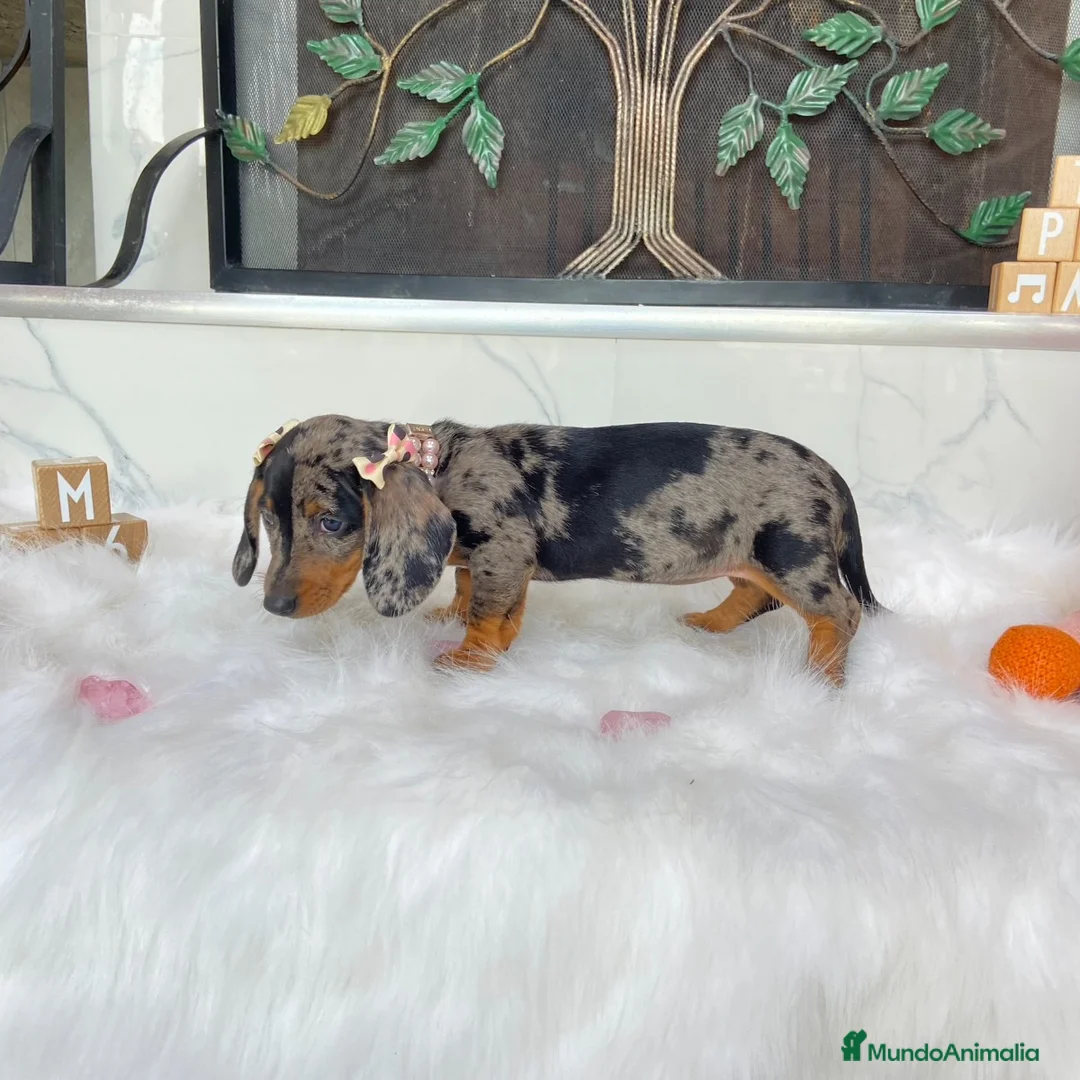 Teckel Miniatura perros en venta: TECKEL EXOTICOS (ENVIOS A TODA ESPAÑA)  - Anuncio 3