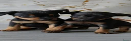Pinscher Miniatura perros en venta: Mini pinscher hembras negro fuego  - Anuncio 2