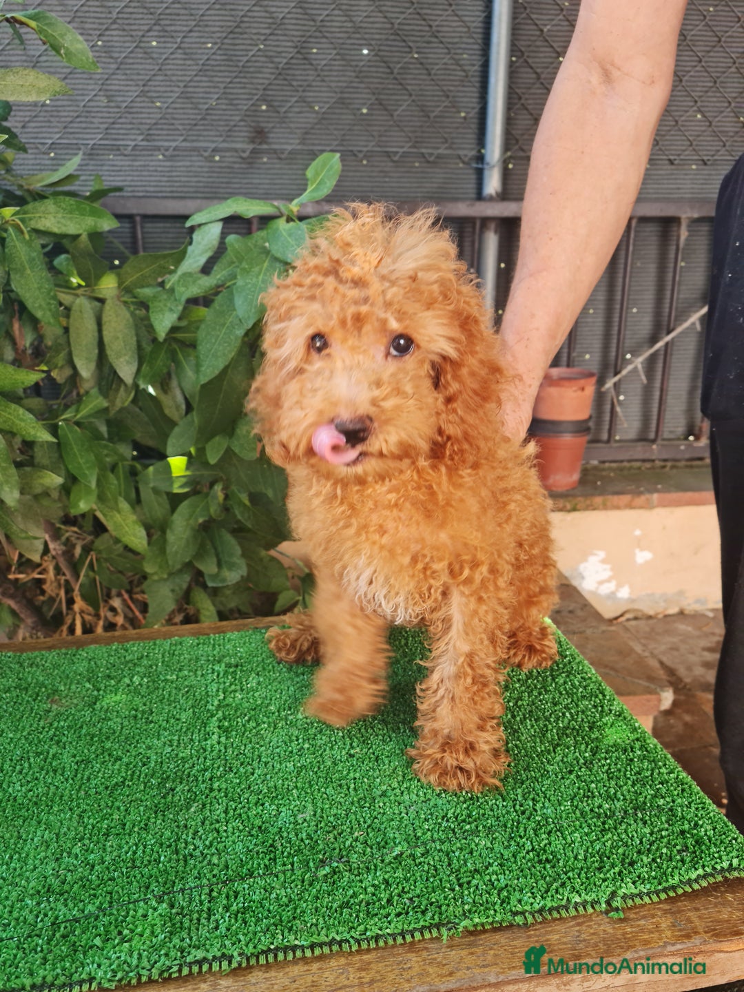 Caniche Enano perros en venta: Caniche  enano - Imagen 6