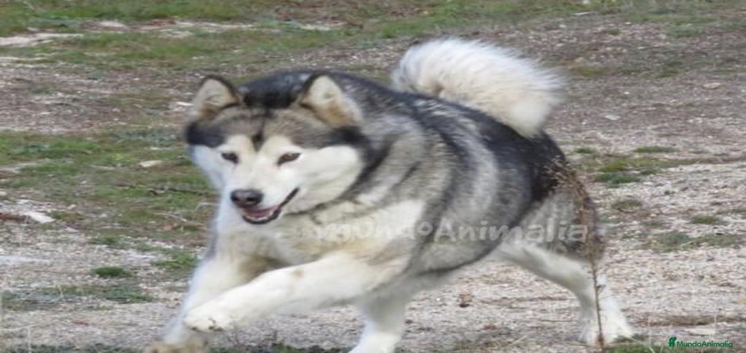 Imagen de galería {{count}}