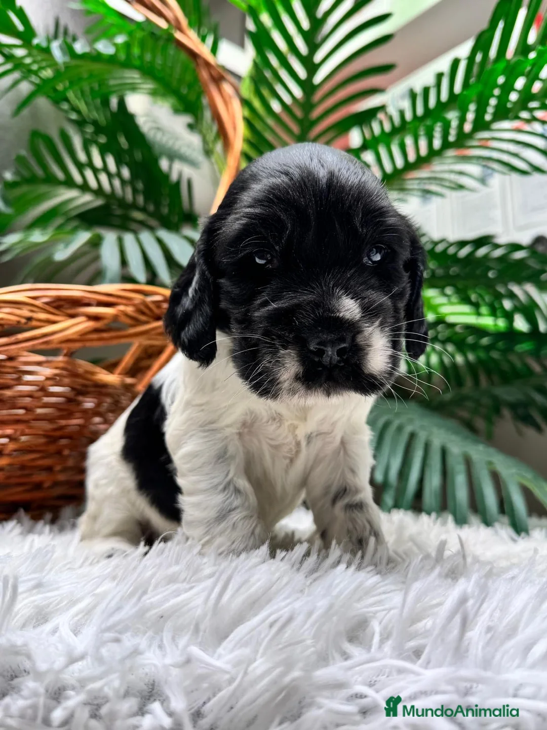 Cocker Spaniel Inglés perros en venta: COCKER SPANIEL INGLES - Anuncio 3