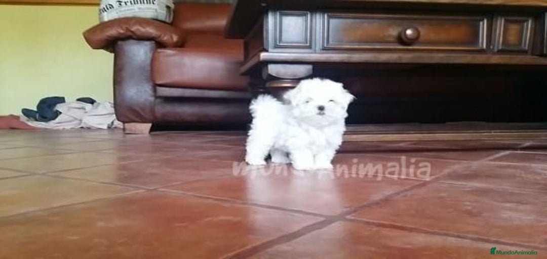 Imagen de galería {{count}}