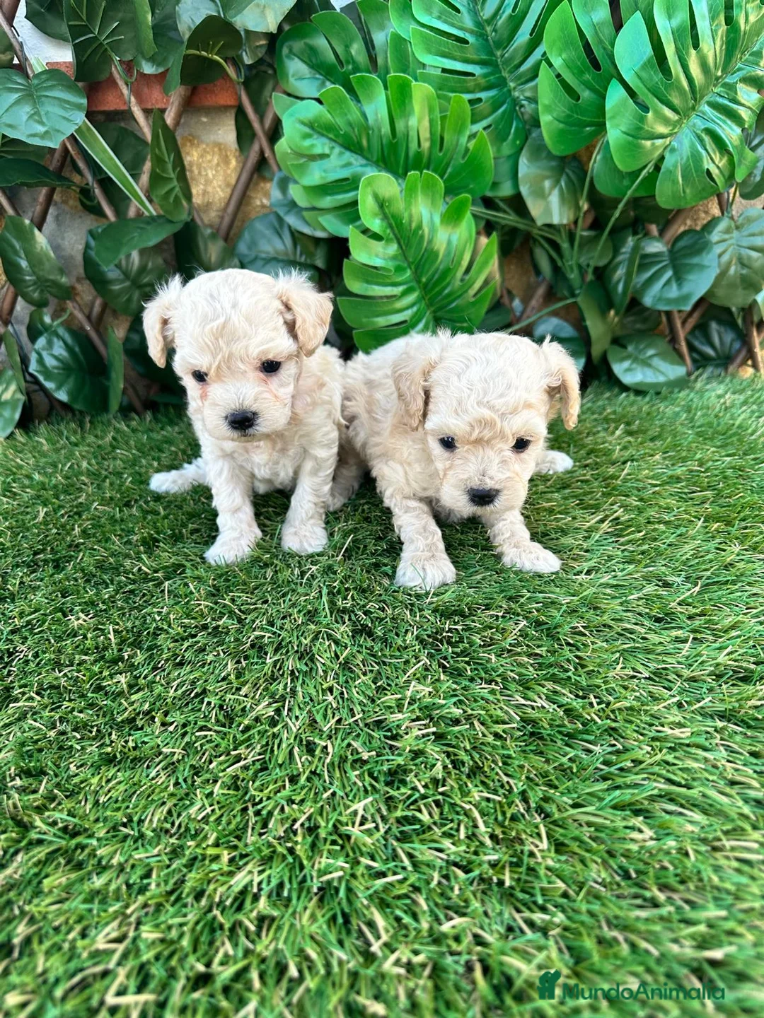 Caniche Toy perros en venta: Preciosa camada raza Caniche Toy  en Granada - Anuncio 3