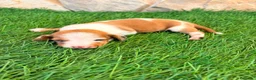 Teckel Miniatura perros en venta: Teckel miniatura bicolor  - Anuncio 13