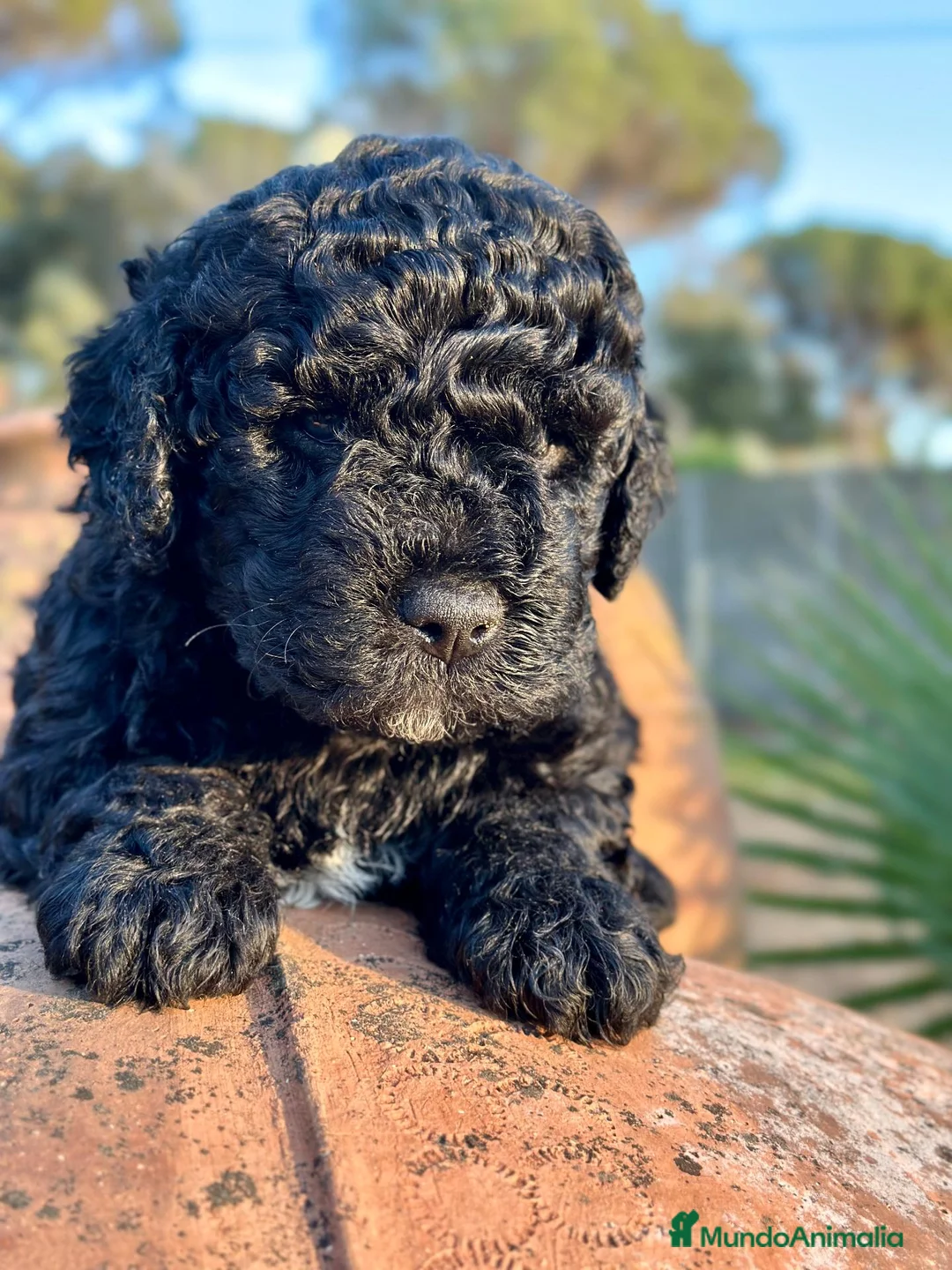 Perro de Agua Español perros en venta: Perro de Agua - Anuncio 1