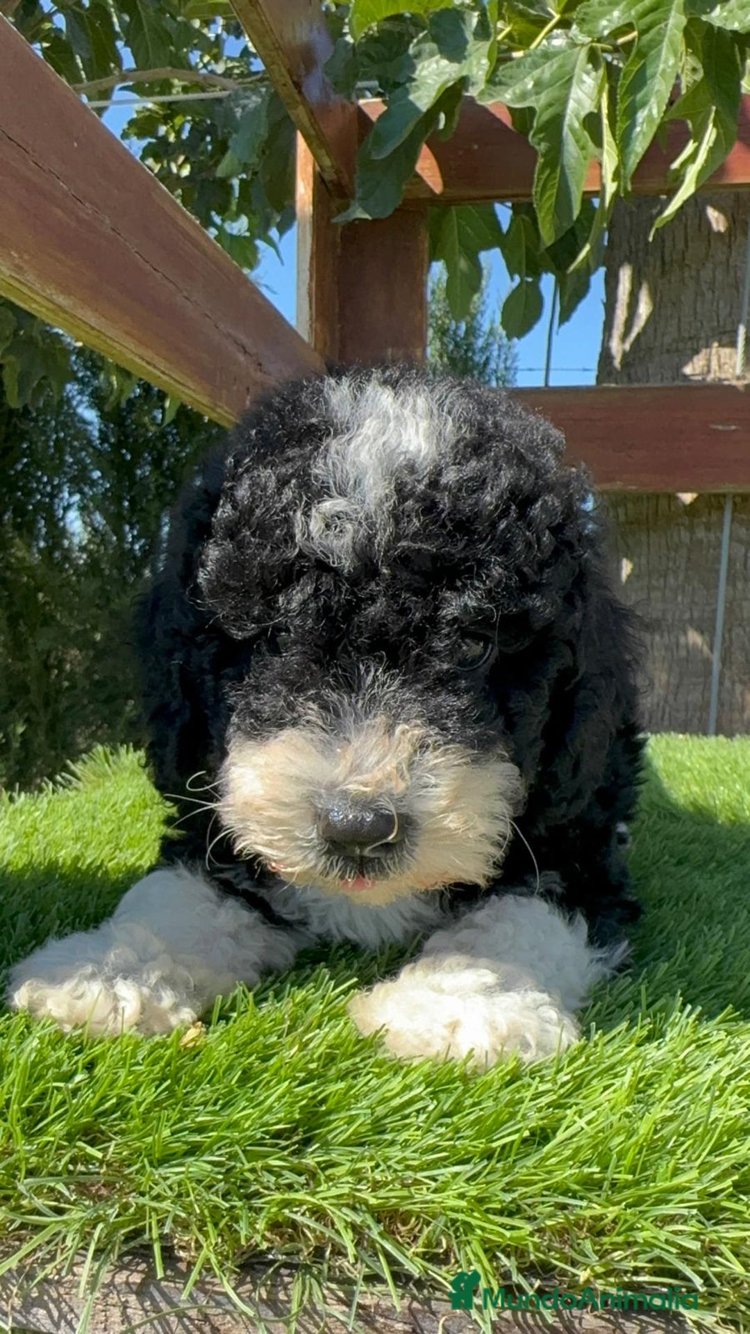 Perro de Agua Español perros en venta: PERRO DE AGUA MACHO - Imagen 14