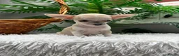 Chihuahua perros en venta: CHIHUAHUA HEMBRA - Anuncio 6