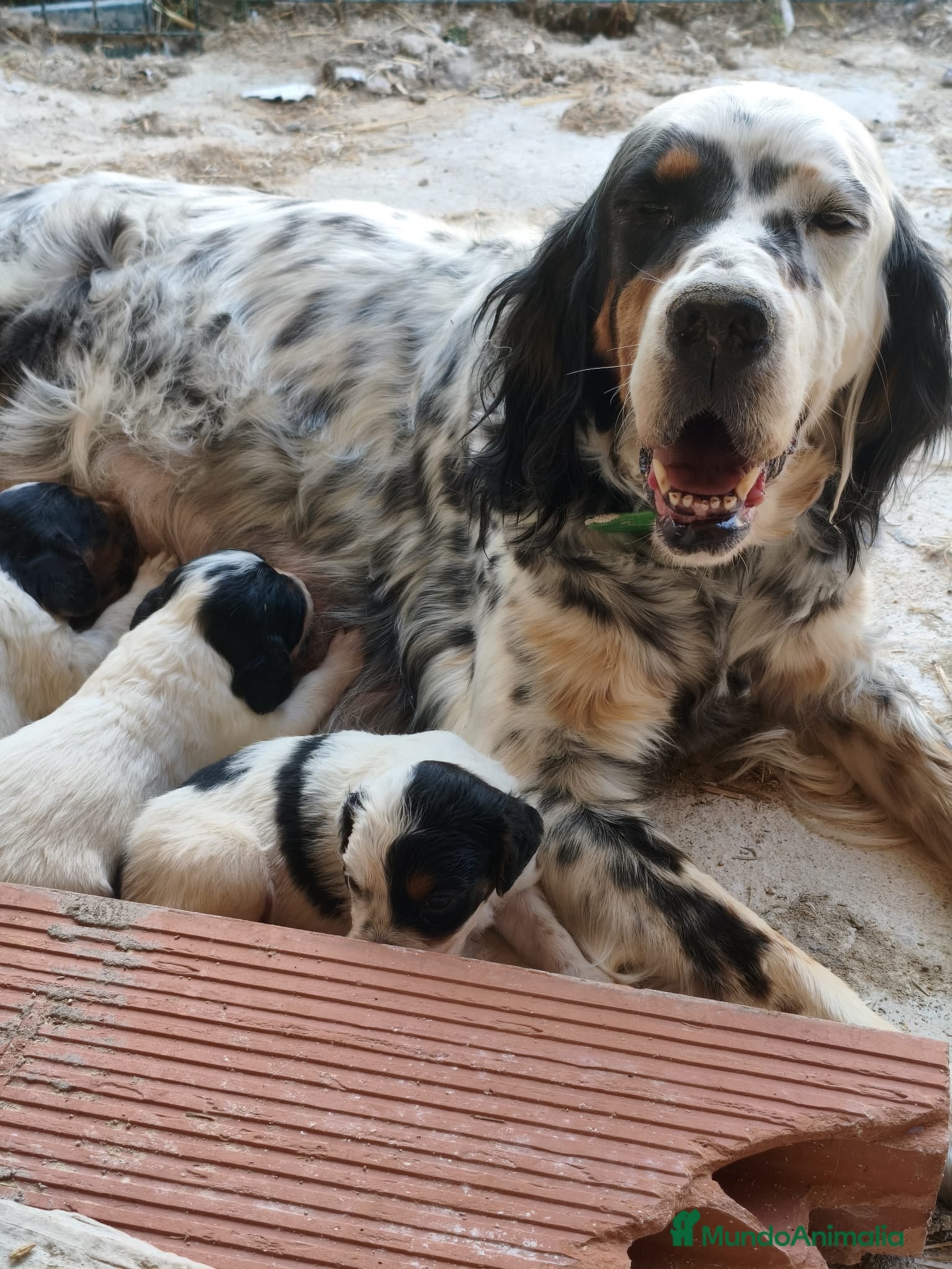 Setter Inglés perros en venta: Setter ingles  - Anuncio 8