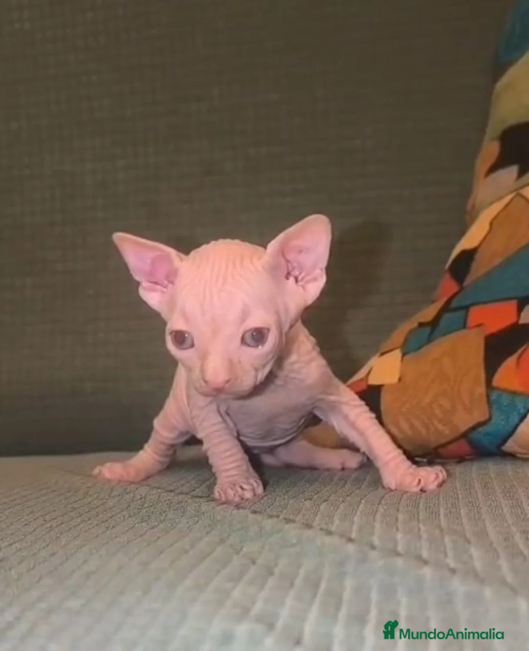 Sphynx gatos en venta: Gatitos sphynx disponibles🩷🩵🐾 en Sevilla - Anuncio 2