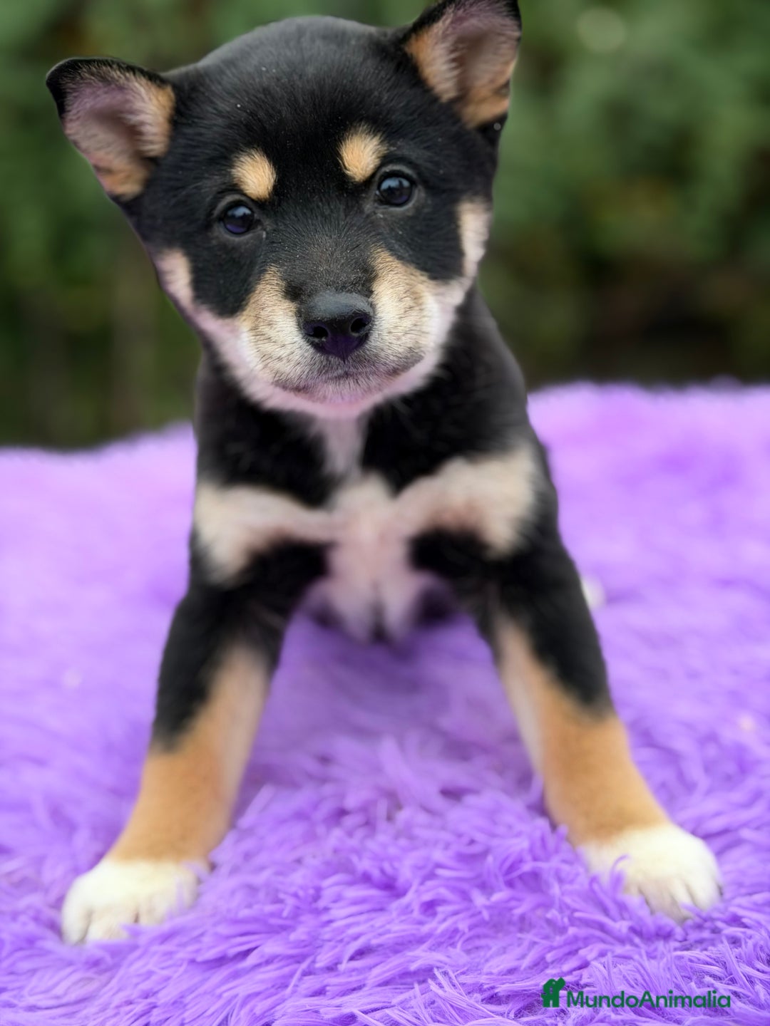 Shiba Inu perros en venta: Shiba Inu Negra  - Anuncio 7
