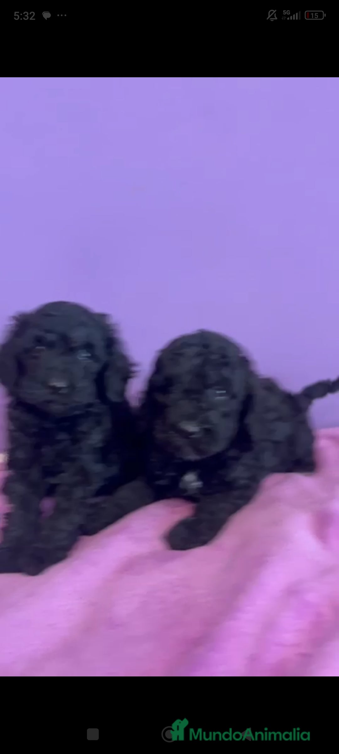 Caniche Enano perros en venta: Caniche enano - Imagen 1