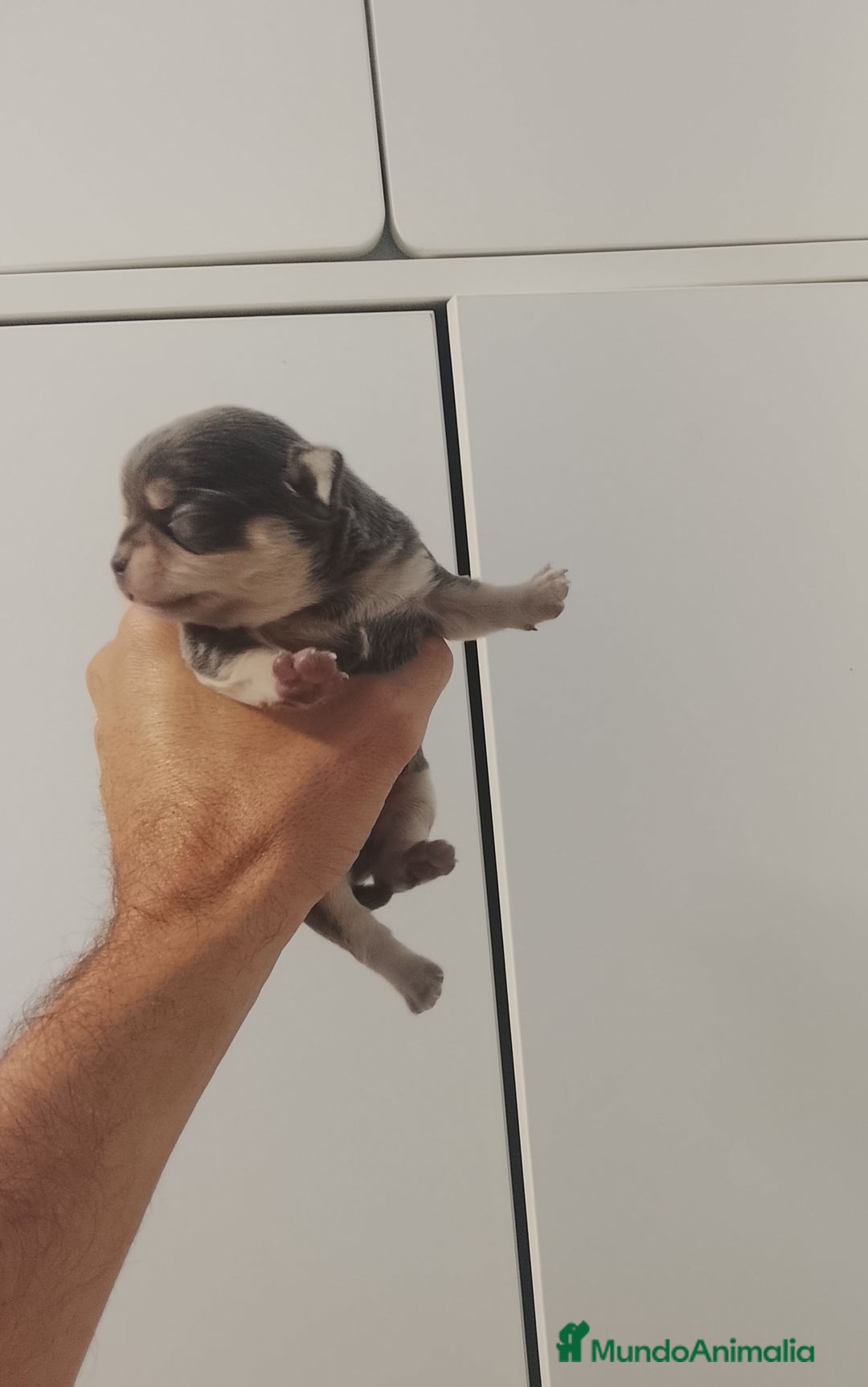 Chihuahua perros en venta: Camada de chihuahuas cabeza manzana - Anuncio 4