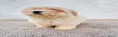 Bichón Maltés 1