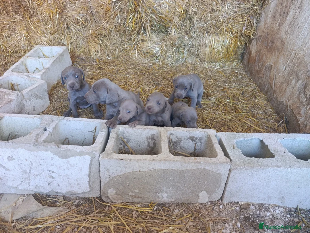 Weimaraner perros en venta: Bracos de Weimar Alta Calidad . Increíbles  - Anuncio 2