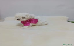 Bichón Maltés perros en venta: Bichón maltes - Anuncio 1