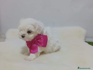 Bichón Maltés perros Bichón maltes - Anuncio 1