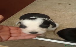 Border Collie perros en venta: Border collie nueva camada - Imagen 5