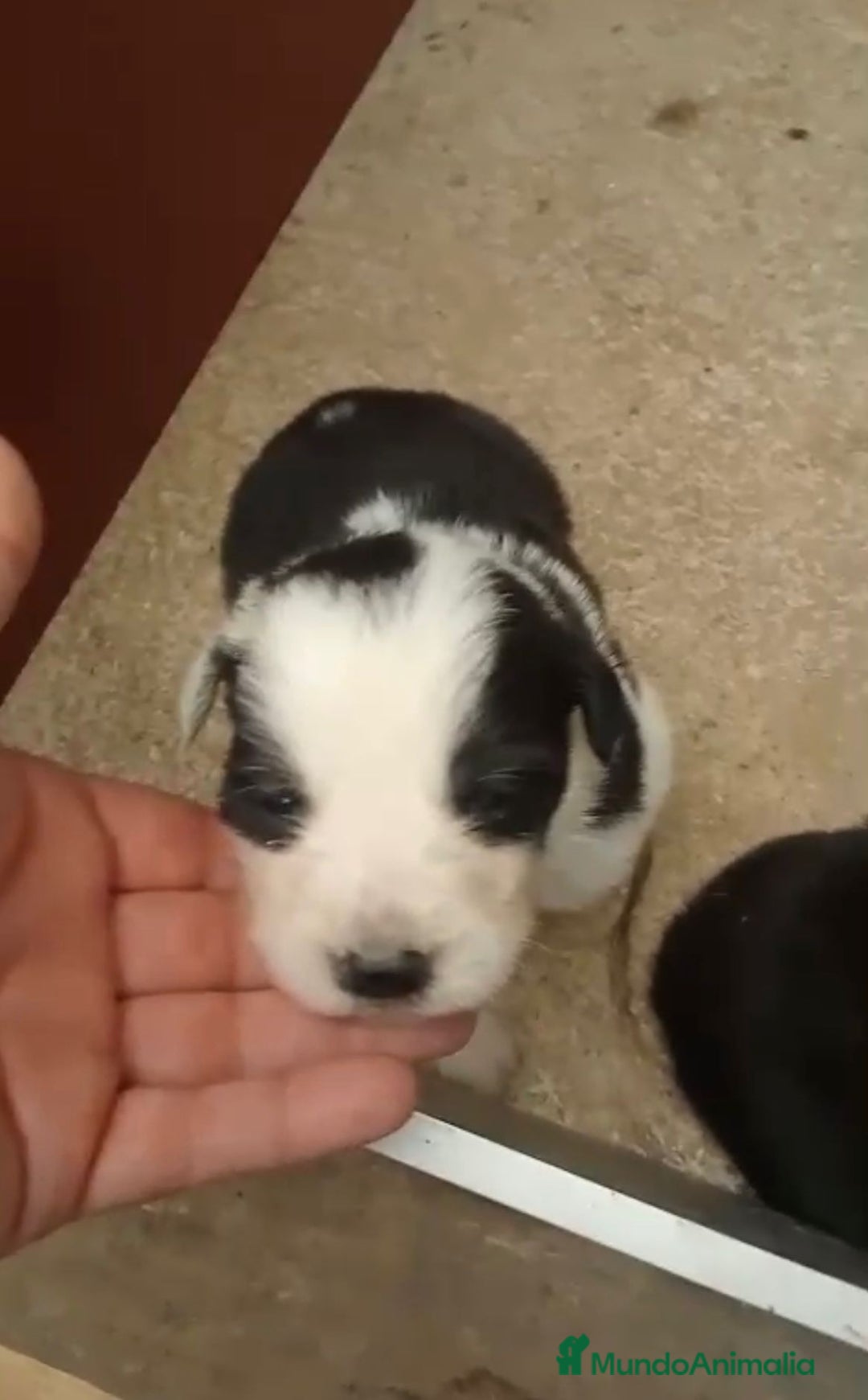 Border Collie perros en venta: Border collie nueva camada - Imagen 5