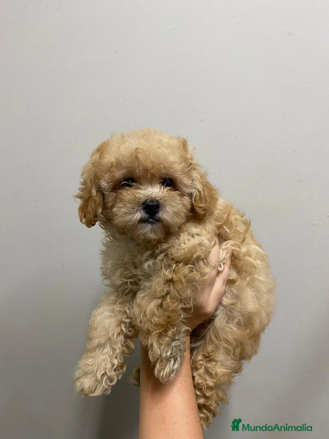 Caniche Toy perros en venta: Caniche toy appricott - Anuncio 2