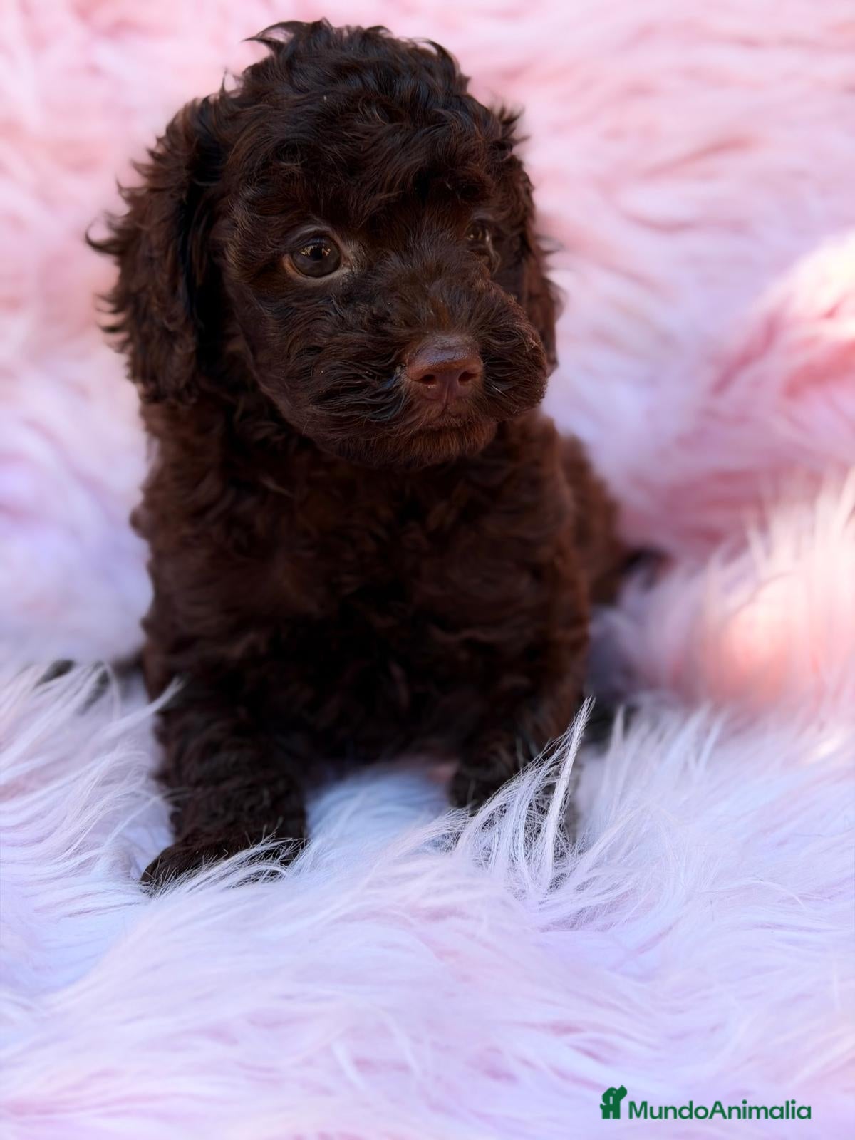 Caniche Toy perros CANICHE TOY CHOCOLATE HEMBRA - Anuncio 1