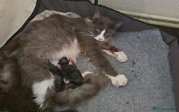 Maine Coon gatos en venta: Gatitos maine coon - Imagen 4