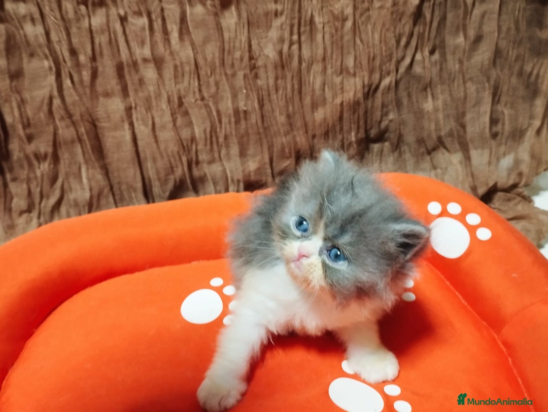 Persa gatos en venta: Gatos persas - Anuncio 7