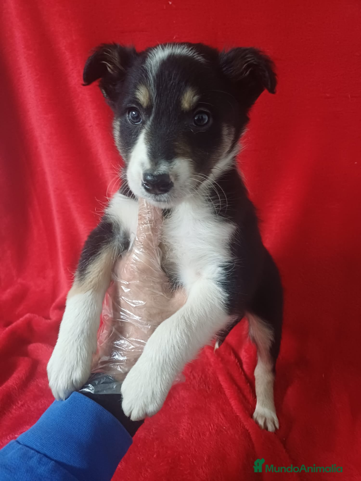 Border Collie perros Border Collie Blanco y Negro  - Anuncio 6