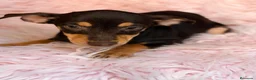 Pinscher Miniatura perros en venta: MINI PINCHER CHOCOLATE HEMBRA  - Anuncio 3