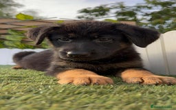 Pastor Alemán perros en venta: PASTOR ALEMAN HEMBRA - Imagen 6