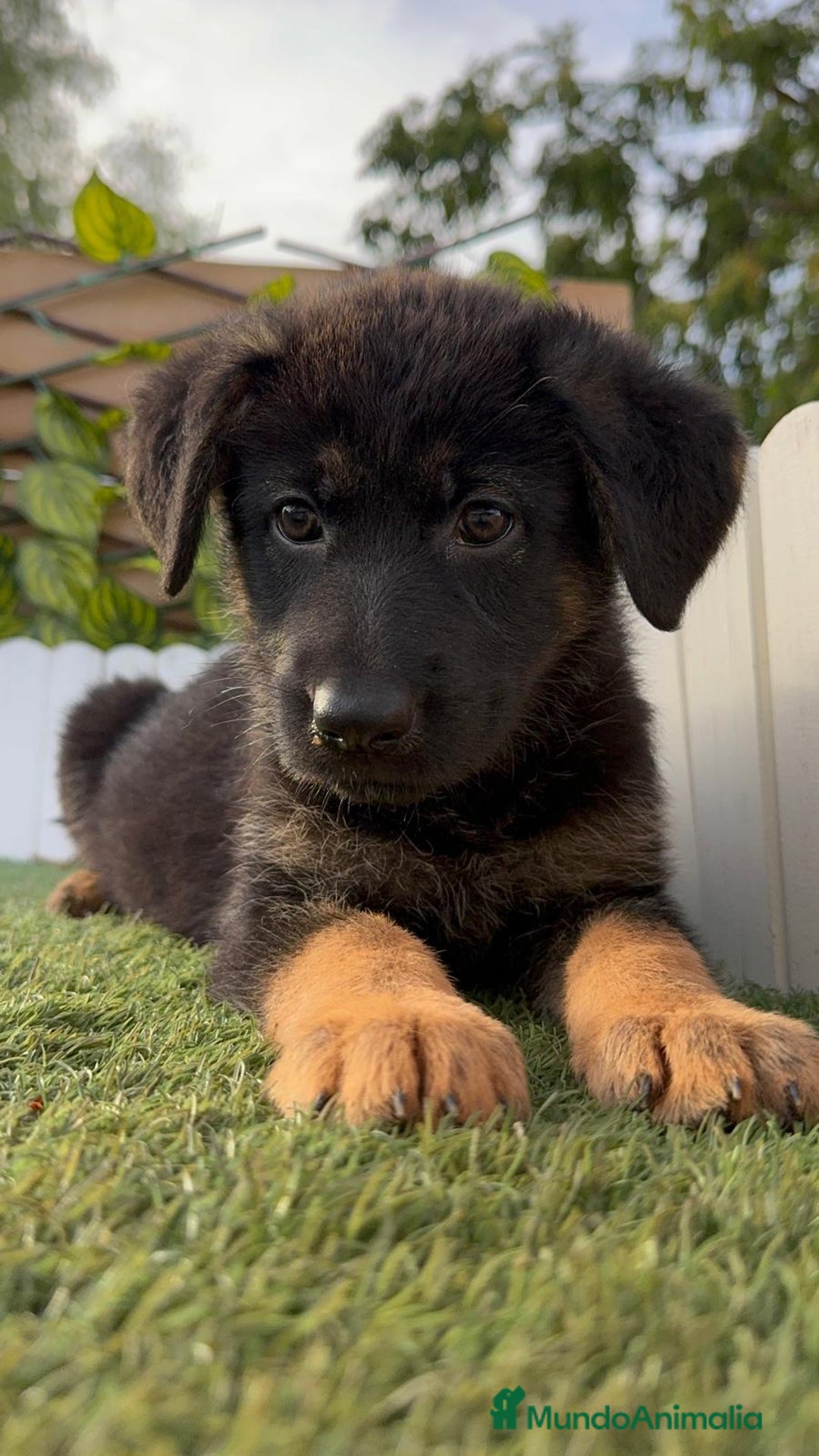 Pastor Alemán perros en venta: PASTOR ALEMAN HEMBRA - Imagen 6