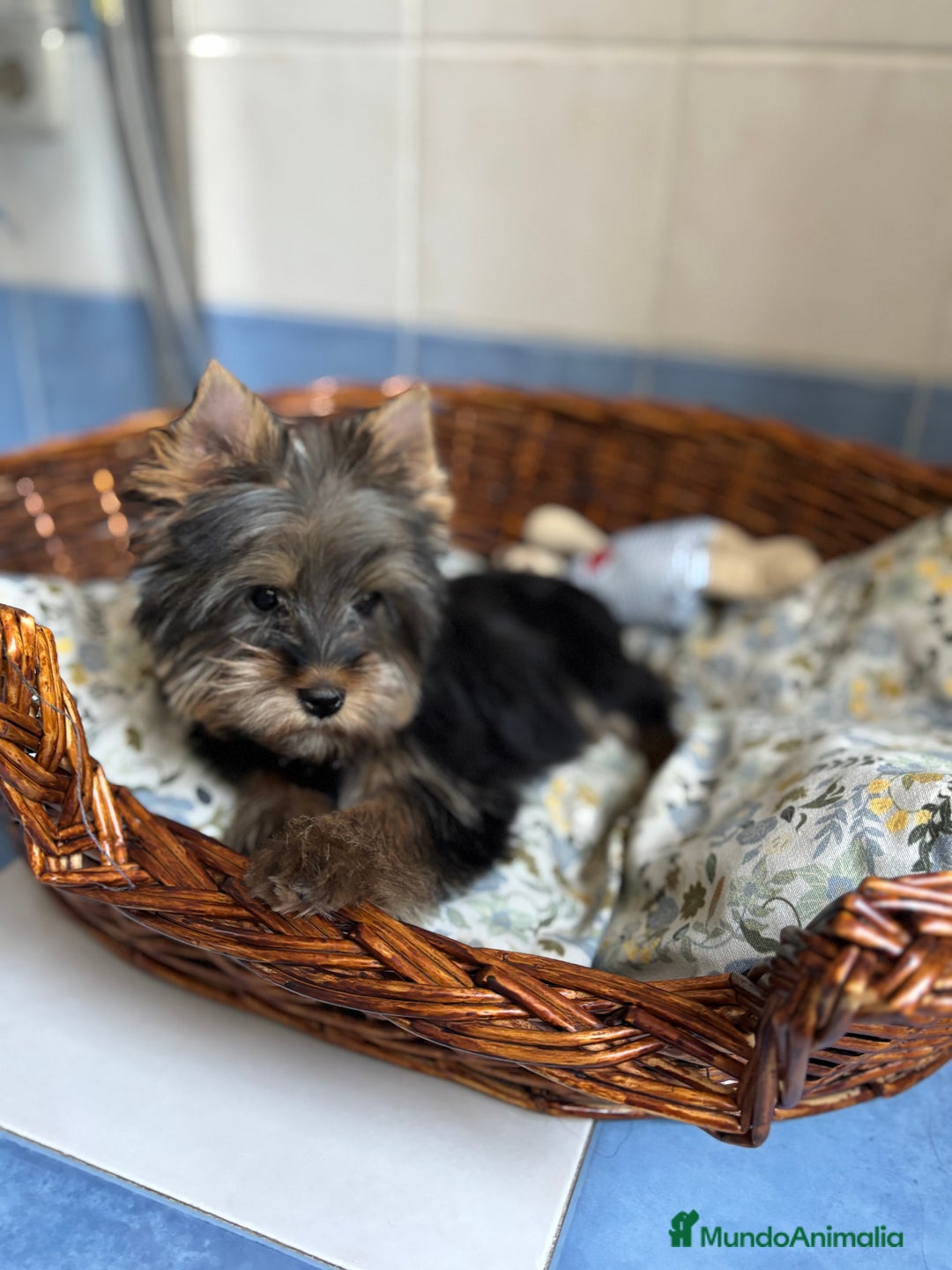 Yorkshire Terrier perros en venta: Yorkshire toy hembra disponible  - Imagen 5