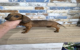 Teckel Miniatura perros en venta: teckel miniatura  - Imagen 1
