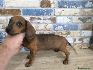 Teckel Miniatura perros - Anuncio 10