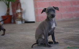 Pequeño Lebrel Italiano perros en venta: 🐾 Sirius y Selena – Galgos italianos 🐾 - Imagen 7
