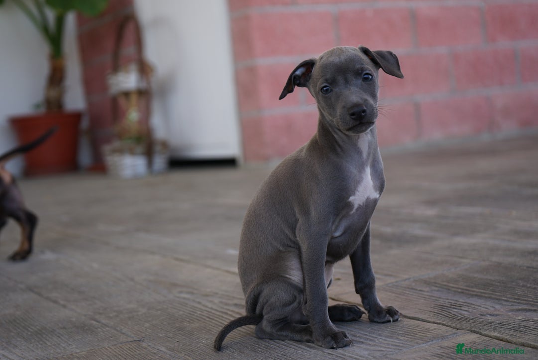 Pequeño Lebrel Italiano perros en venta: 🐾 Sirius y Selena – Galgos italianos 🐾 - Imagen 7
