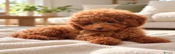 Caniche Toy perros en venta: Caniche toy - Anuncio 1