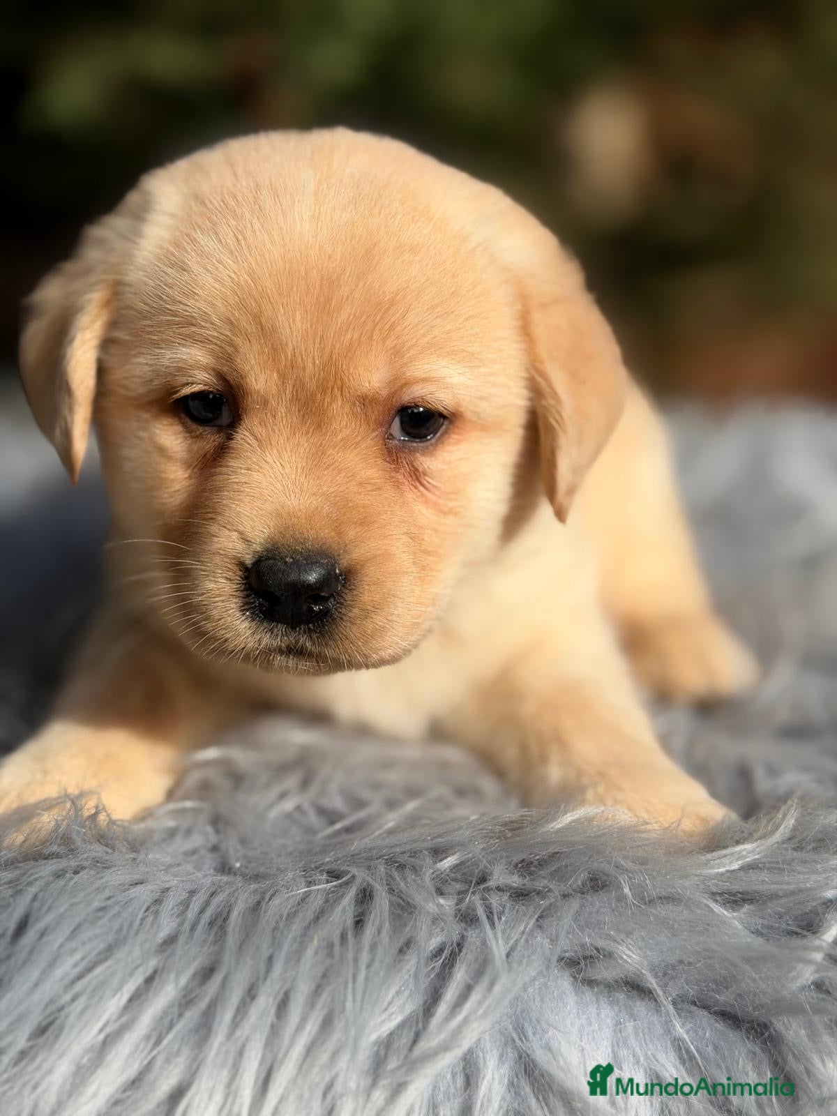 Labrador Retriever perros CAMADA LABRADOR AMARILLO DISPONIBLES - Anuncio 1