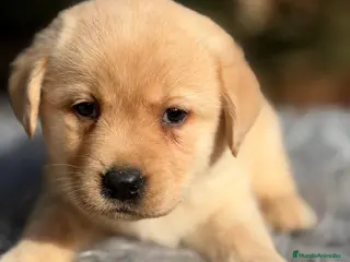 Labrador Retriever perros CAMADA LABRADOR AMARILLO DISPONIBLES - Anuncio 1