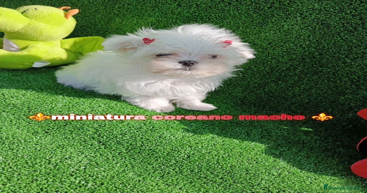 Atención 🚨🚨💯 coreano super mini maltés ositos en venta en Orihuela ...